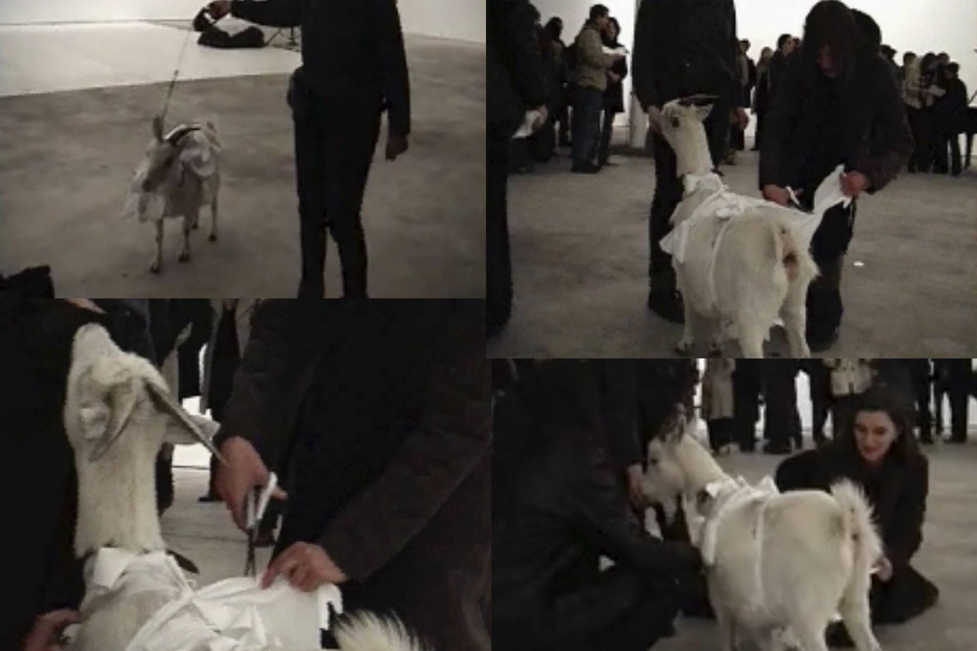A composite image of audience members approaching a goat wearing a t shirt, recreating Yoko Ono's cut piece (1964).