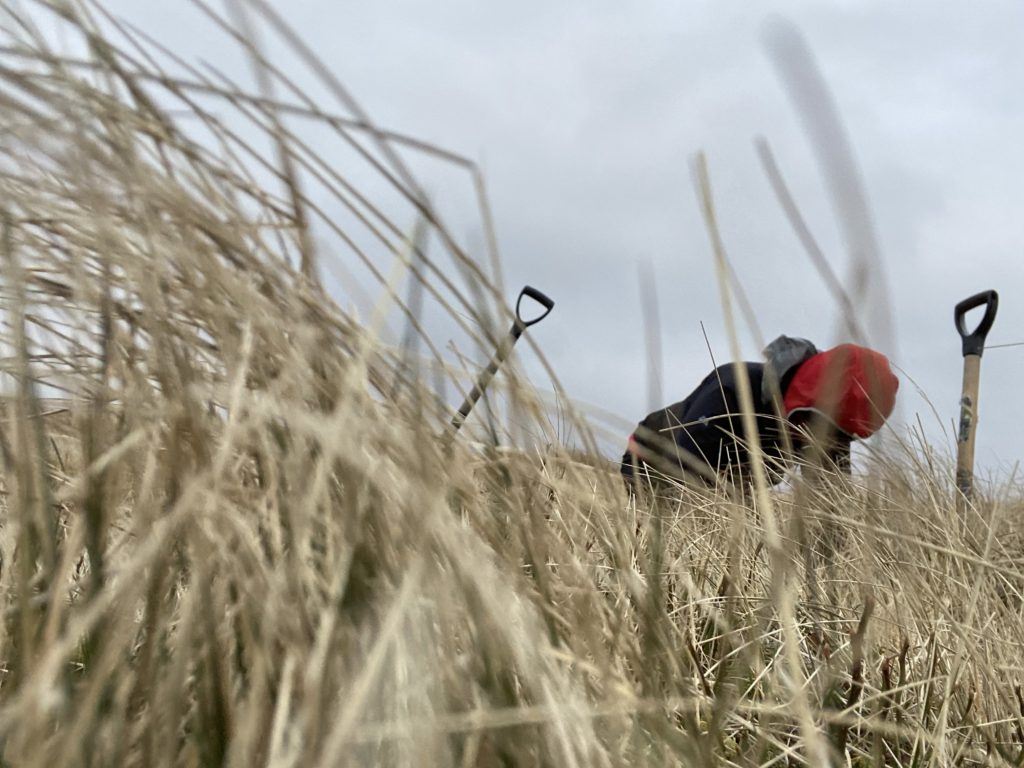 Miranda Whall digging in a long grassed field